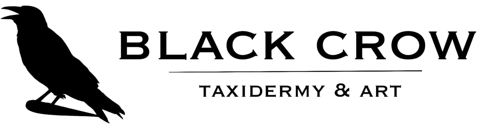 Black Crow Taxidermy & Art